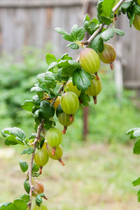醋栗与绿色浆果和树叶在花园里的分支