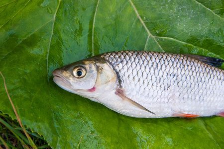 自然背景下的欧洲鲢鱼鱼观