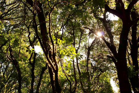 热带雨林景观的邱梅潘自然教育径在茵他侬 natuonal 公园，Chaingmai，泰国