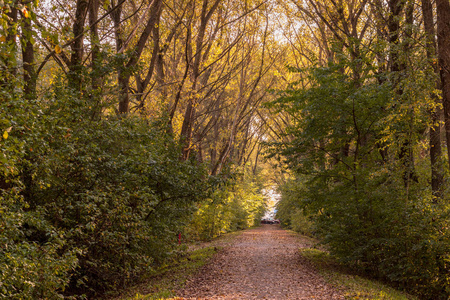 秋天的风景林, 风景与五颜六色的叶子树之间的路径