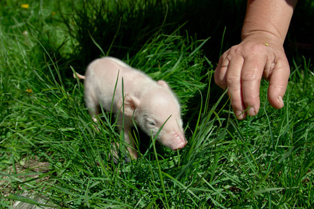 绿草中的新生小猪。乌里扬诺夫斯克地区, 俄罗斯