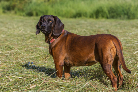 寻血猎犬素描图片