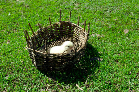 柳条篮子里的一只小黄鸡。绿草, 春 s