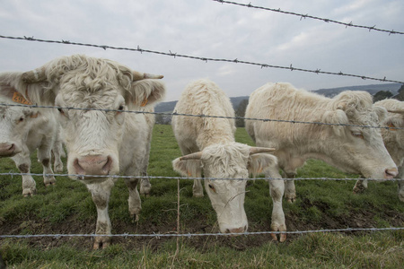 奶牛在田里放牧。法国诺曼底大型肉牛品种。在乡下多云的早晨。调子
