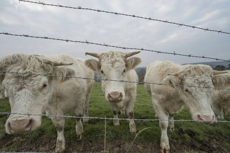 奶牛在田里放牧。法国诺曼底大型肉牛品种。在乡下多云的早晨。调子