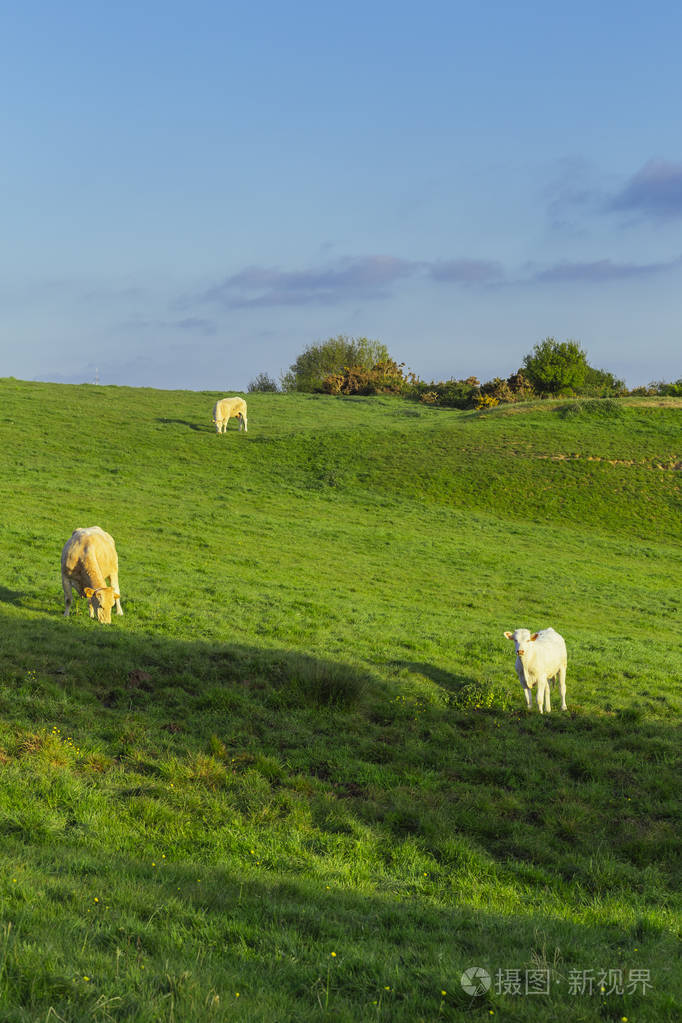在阳光明媚的日子里牛在草地上吃草法国诺曼底养牛和工业农业的概念