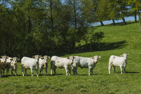 在阳光明媚的日子里, 牛在草地上吃草。法国诺曼底。养牛和工业农业的概念。夏季乡土景观与家畜牧场
