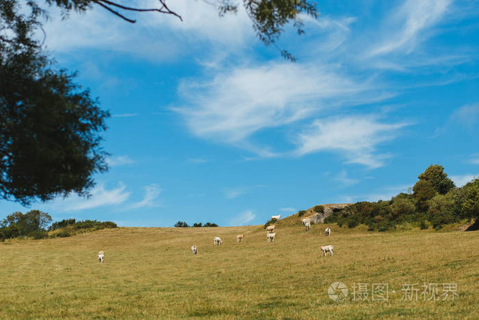 在阳光明媚的日子里, 牛在草地上吃草。法国诺曼底。养牛和工业农业的概念。夏季乡村景观和家畜牧场