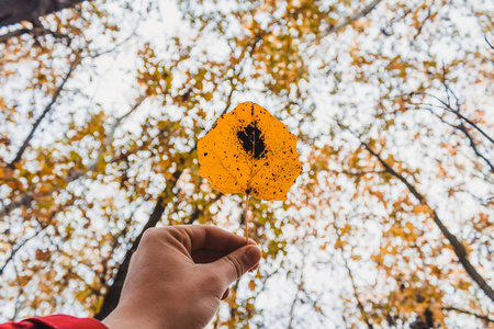 秋天的叶子在手指