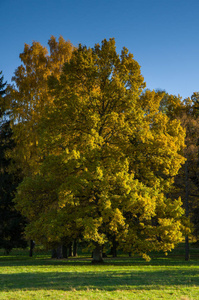 公园里的落叶树木的秋景