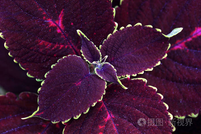 房子花紫色叶子