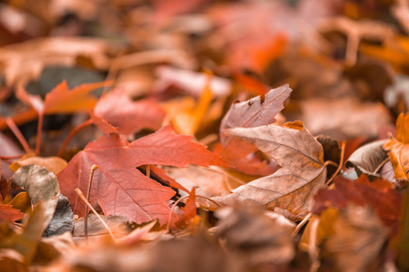 秋天, 明亮的橙色落叶落在地上。选择性对焦