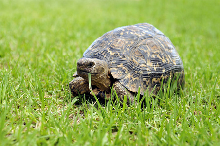 在草坪上吃草龟的特写