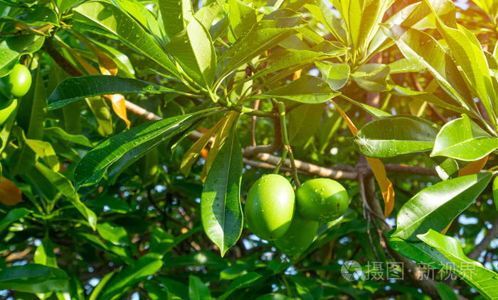 cerbera odollam (自杀树, 乒乓球, othalanga) 树与人工阳光