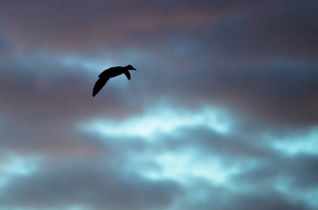 在落日的天空中飞行的剪影的鸭