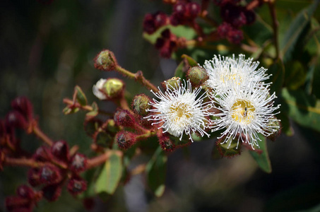 澳洲矮化苹果花 Angophora 刚毛