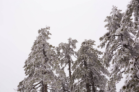 冬季森林与树上的雪