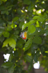 美丽的彩色蝴蝶坐在树叶上