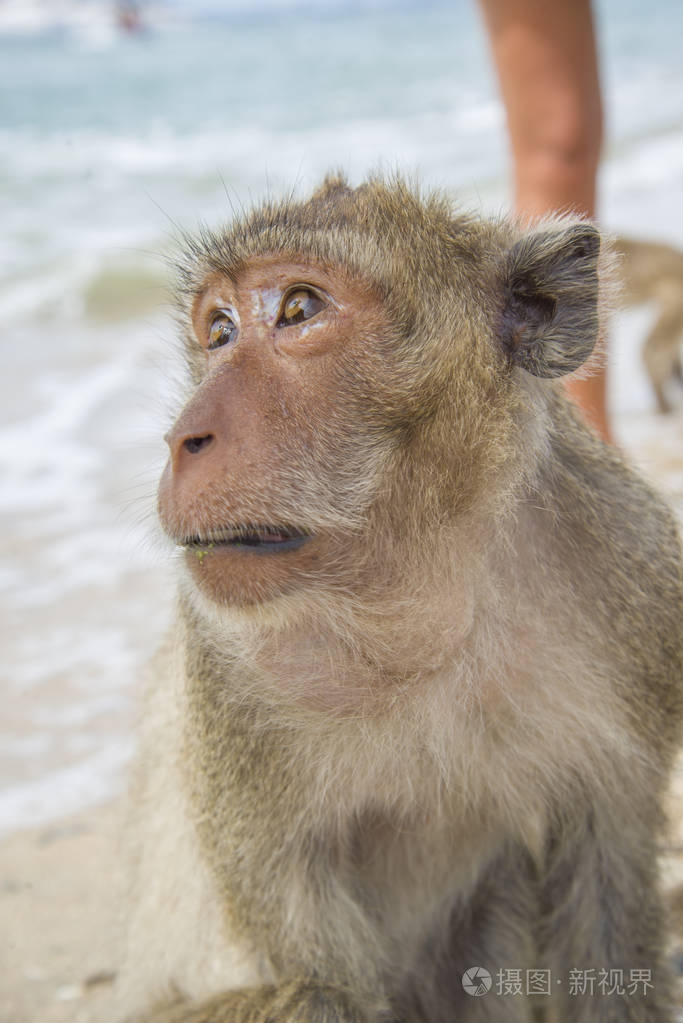在热带岛屿上的猴子恒河猴