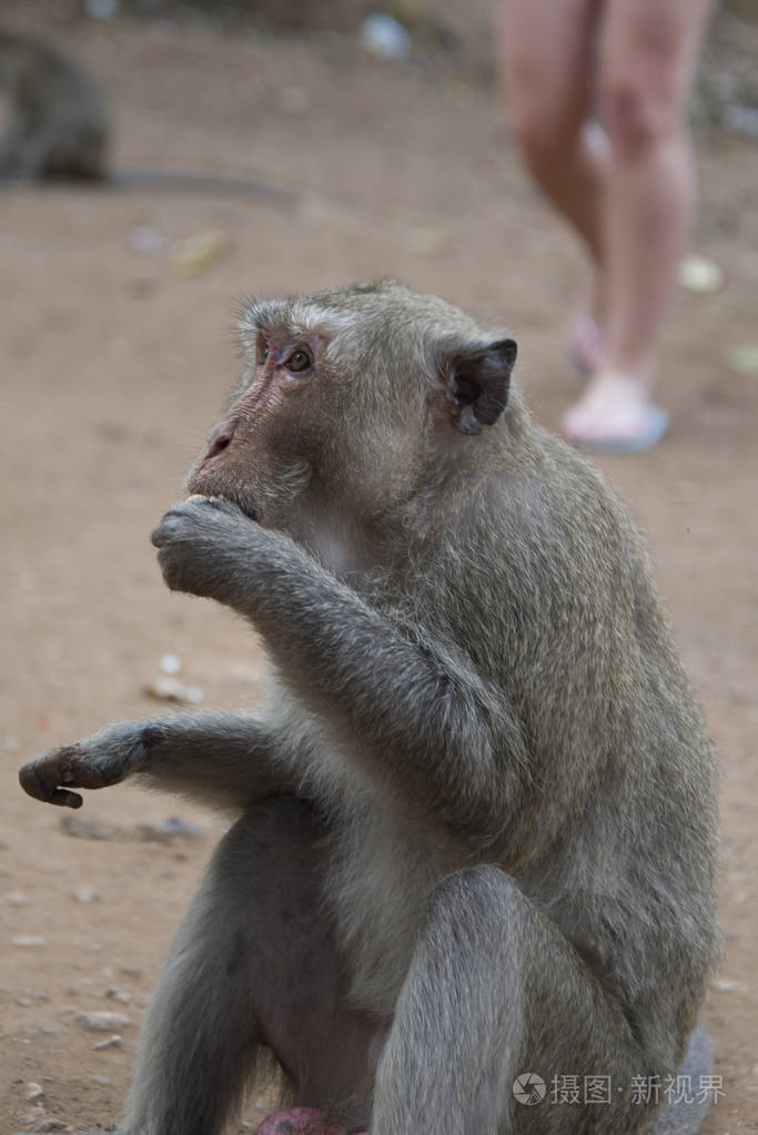 一只野生恒河猴吃香蕉