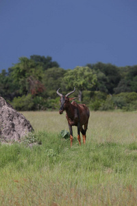在非洲博茨瓦纳萨凡纳的野生 Tsessebe 羚羊。