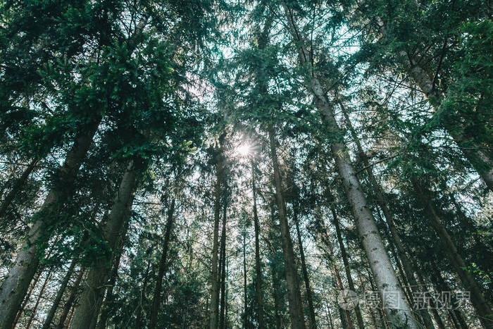 阳光森林树木