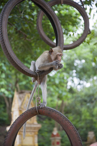 一只野生恒河猴吃香蕉图片