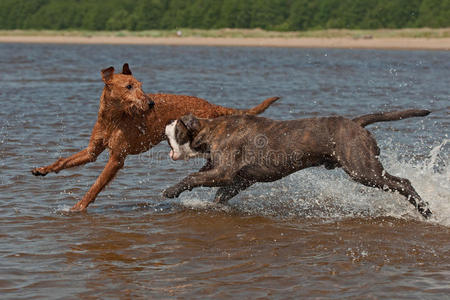 狗在水里打架