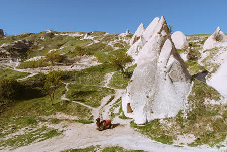 岩骆驼景观