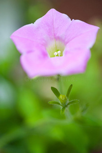 紫色矮牵牛花和茎的特写镜头