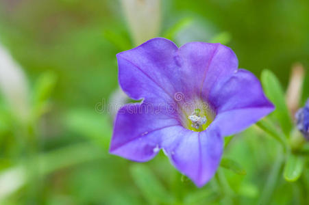 紫色矮牵牛花和茎的特写镜头