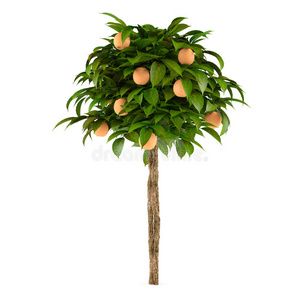 柑橘石灰植物树