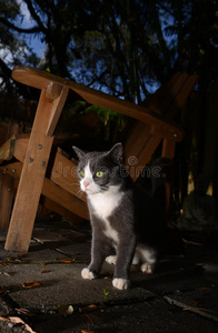 秋天晚上猫在户外