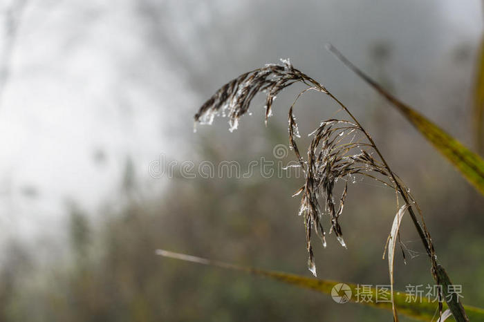 芦苇籽头挂露珠