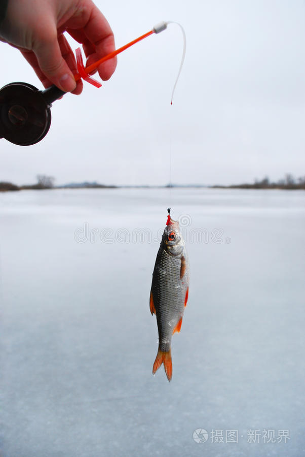 在钓索上蟑螂挂在她的嘴唇上粘着鱼钩看到了血虫这个冬天在钓鱼