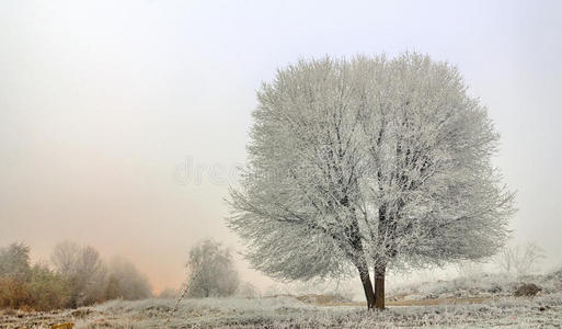 冬季冻树景观