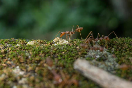 红蚂蚁宏画像