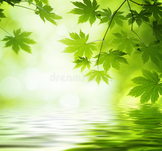 绿叶映水图片