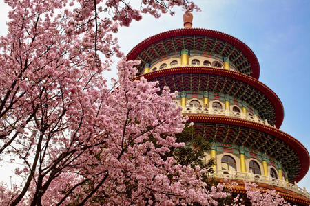 美丽的樱花寺