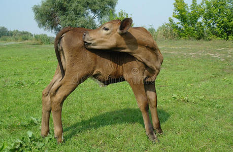 荷斯坦种公牛图片