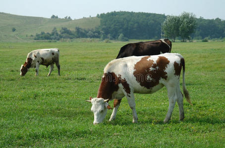 田野里的奶牛