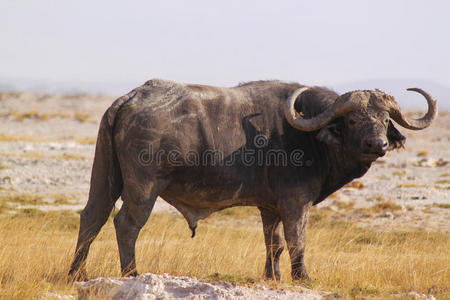 野牛男肯尼亚野生动物园