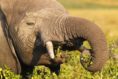 肯尼亚的大象图片