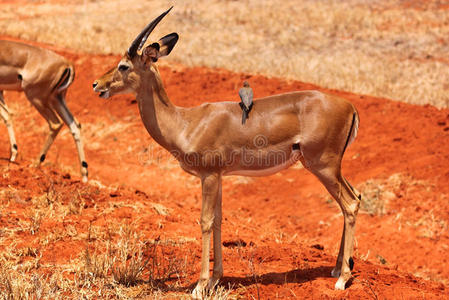 雄性瞪羚肯尼亚野生动物园