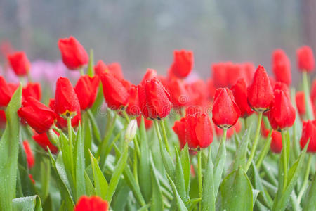 红郁金香花