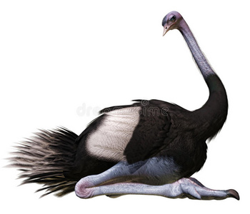 鸟坐坐鸵鸟照片