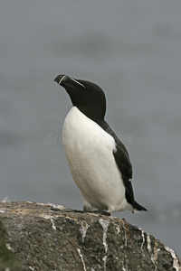 razorbill，阿尔卡托达