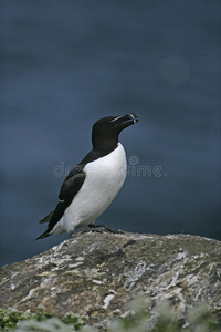 razorbill，阿尔卡托达