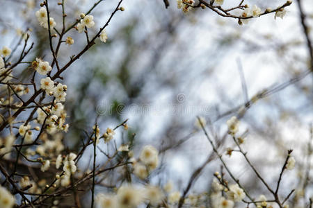 春天开白花