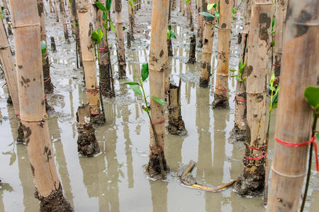 泰国海岸红树林再造林图片